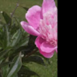 Meet your Posher, Bridgit